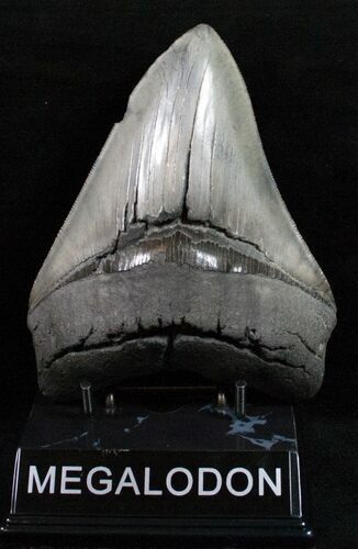 Good Quality, Fossil Megalodon Tooth #12006
